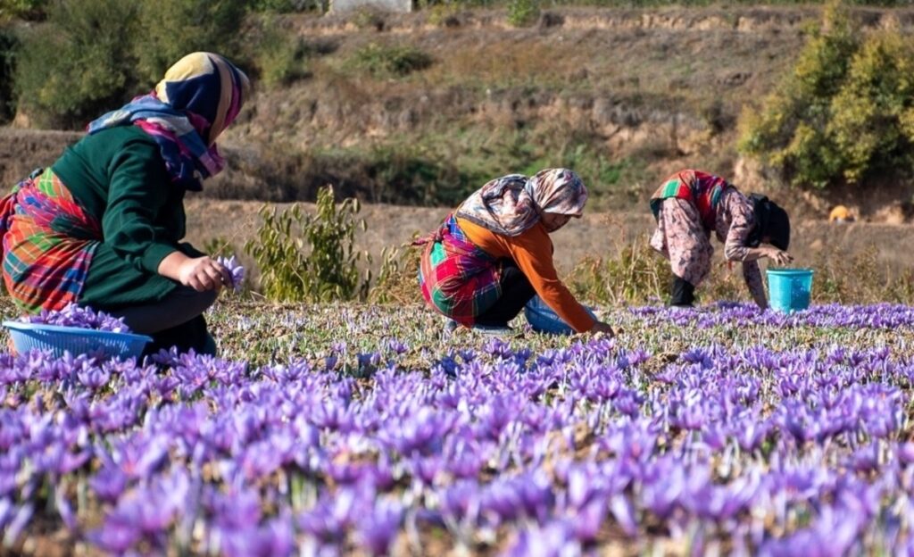 هر ماه ۱۰ تن زعفران به خارج قاچاق می‌شود