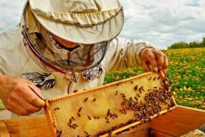 عسل، شهد شیرین اشتغال و ارزش‌آفرینی