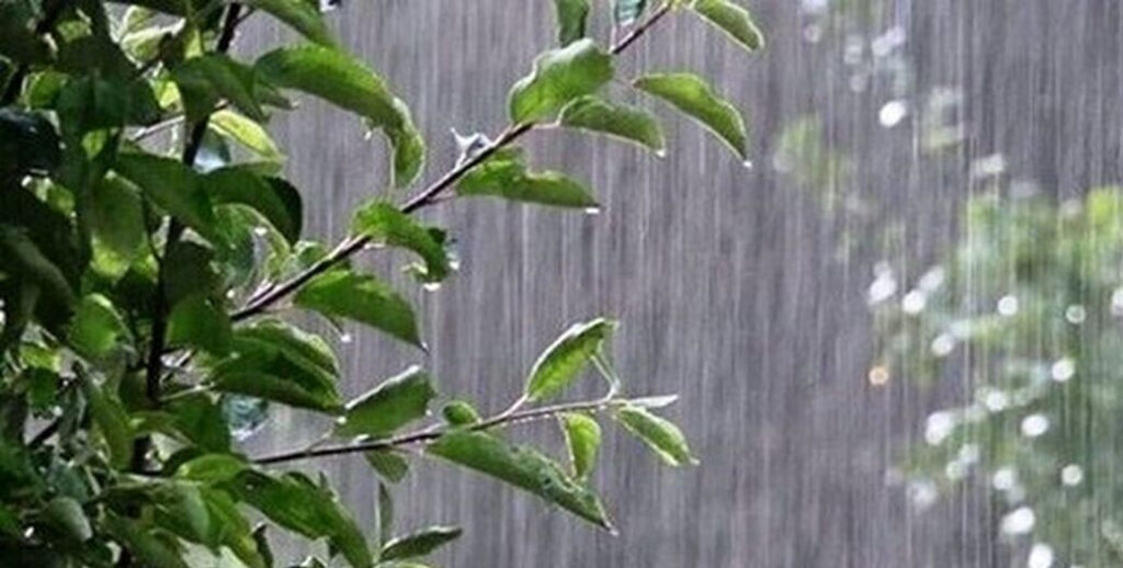 بارش باران در نوار شمالی کشور